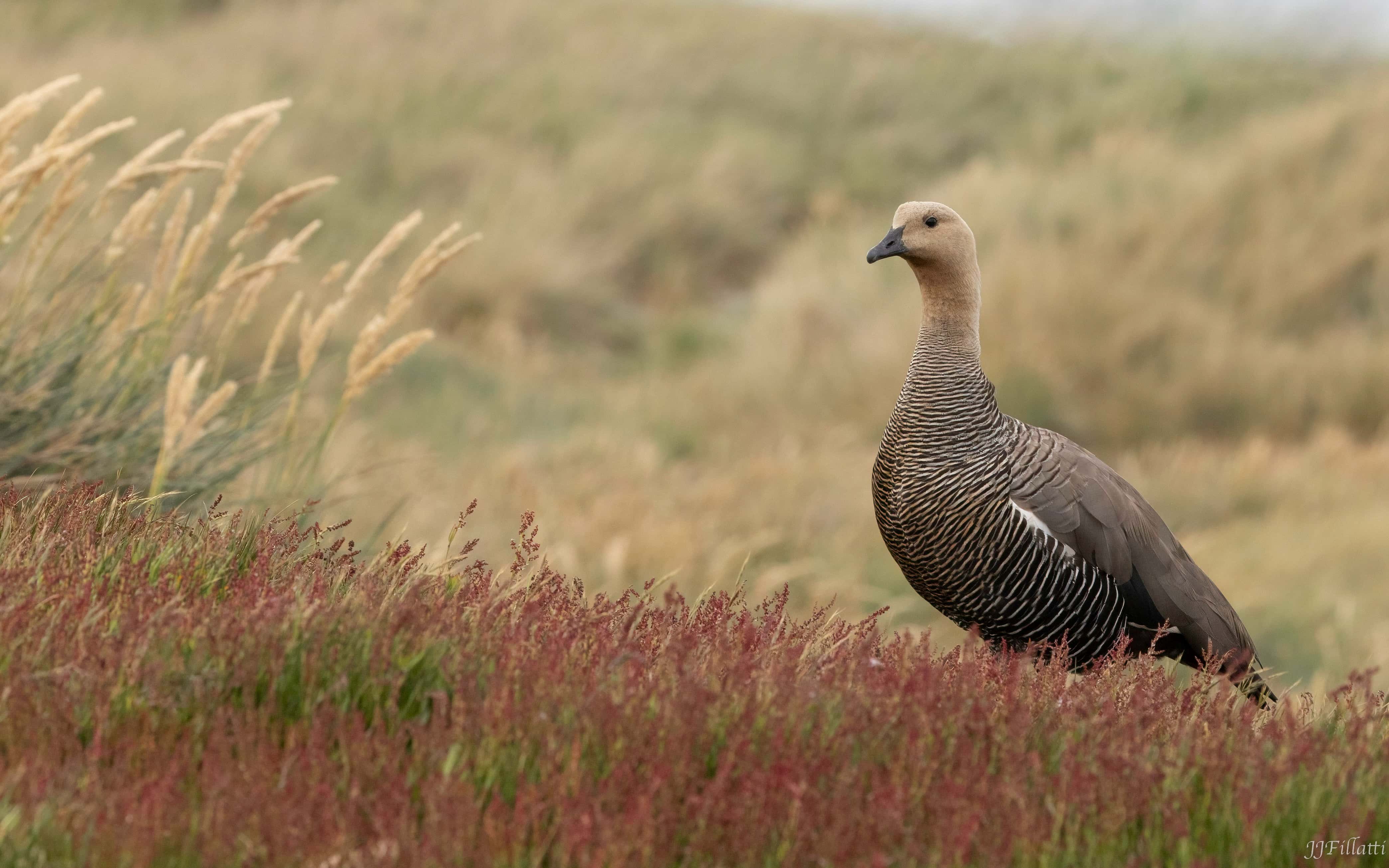 bird of the falklands image 75